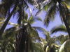 12681playaguacalillo2.JPG