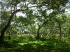 13597quintaneorotina12.JPG