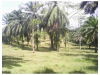 13609fincaensarapiqui3.JPG