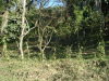 13658puntaleona4.JPG