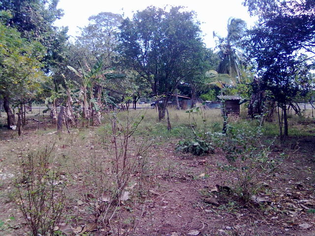 14242lote11.JPG