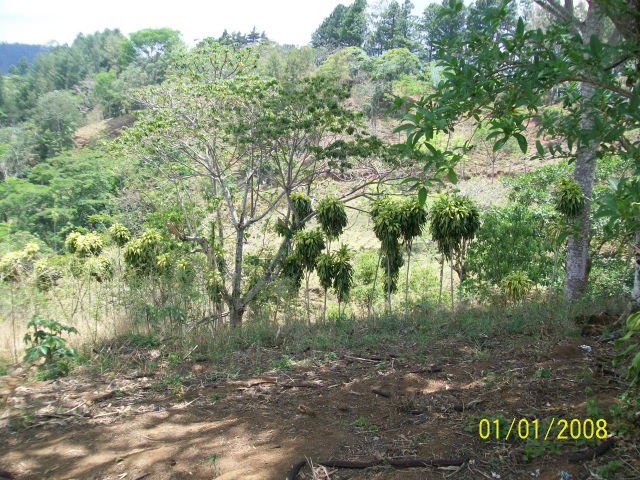 14243lote4.JPG