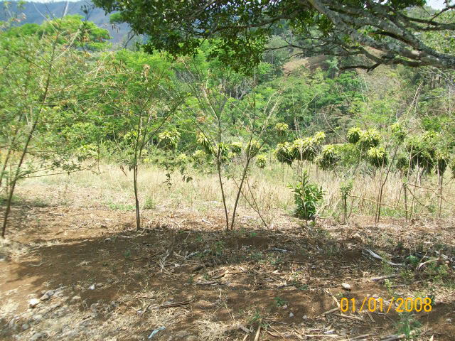 14243lote7.JPG