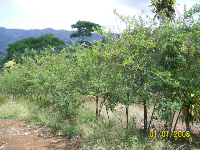 14243lote8.JPG