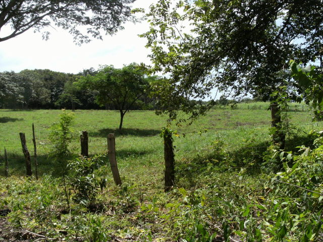 14259finca4.JPG
