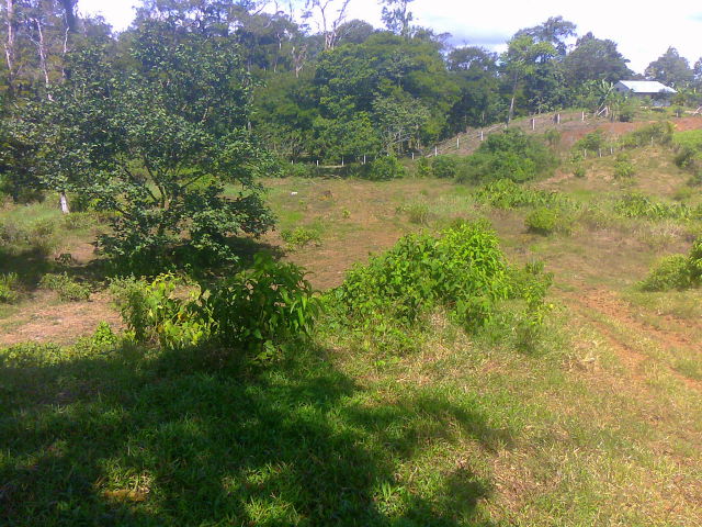 14306finca3.JPG