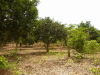 lote en Toledo de Guaitil, Acosta, San Jos�.