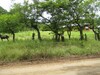 Dos lotes en venta camino a Mansion de Nicoya a 3 min del  centro