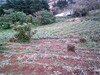 LOTE EN VENTA EN ESCAZU